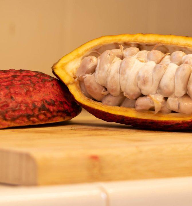 Cacao la bebida de los dioses