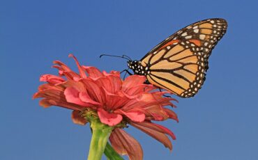 Monarch - Danaus plexippus, Meadowood Farm SRMA, Mason Neck, Virginia